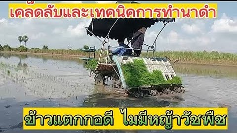 ✅ทำความเข้าใจก่อนทำนาดำ🌾เพื่อจะได้ไม่เสียหาย เสียเวลา!!