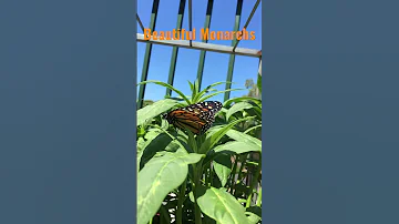 Beautiful Monarch Butterflies #monarchbutterfly #butterfly #butterflies #monarchbutterflies #insects