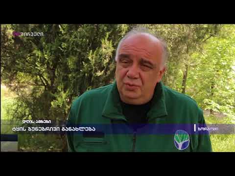 ტყის ბუნებრივი განახლება