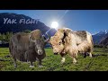 A big black tibetan yak fight with a white one tibbet yak mountain