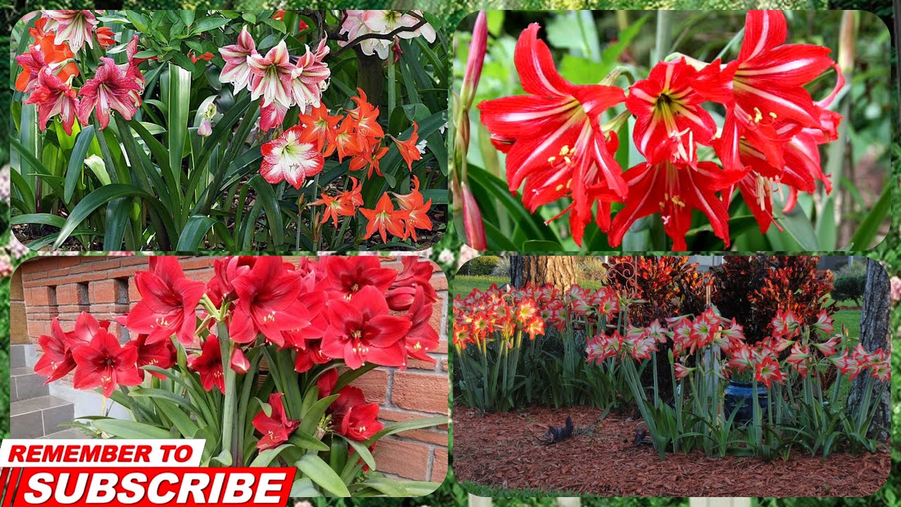 The Most Beautiful Amaryllis Garden, Beautiful Amaryllis Flowers😍😍🌺🌹_Flowers Garden