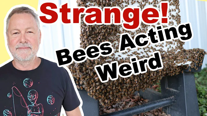 Beekeeping | Are You Seeing This Strange Behavior With Your Bees?