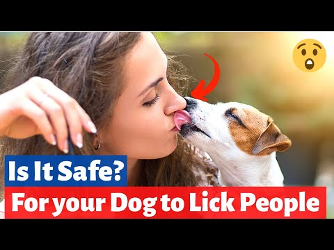 Video: Kenapa Dogs Lick Humans