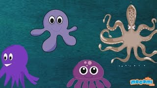 Octopus : Fun Fact Series EP14 | Mocomi Kids