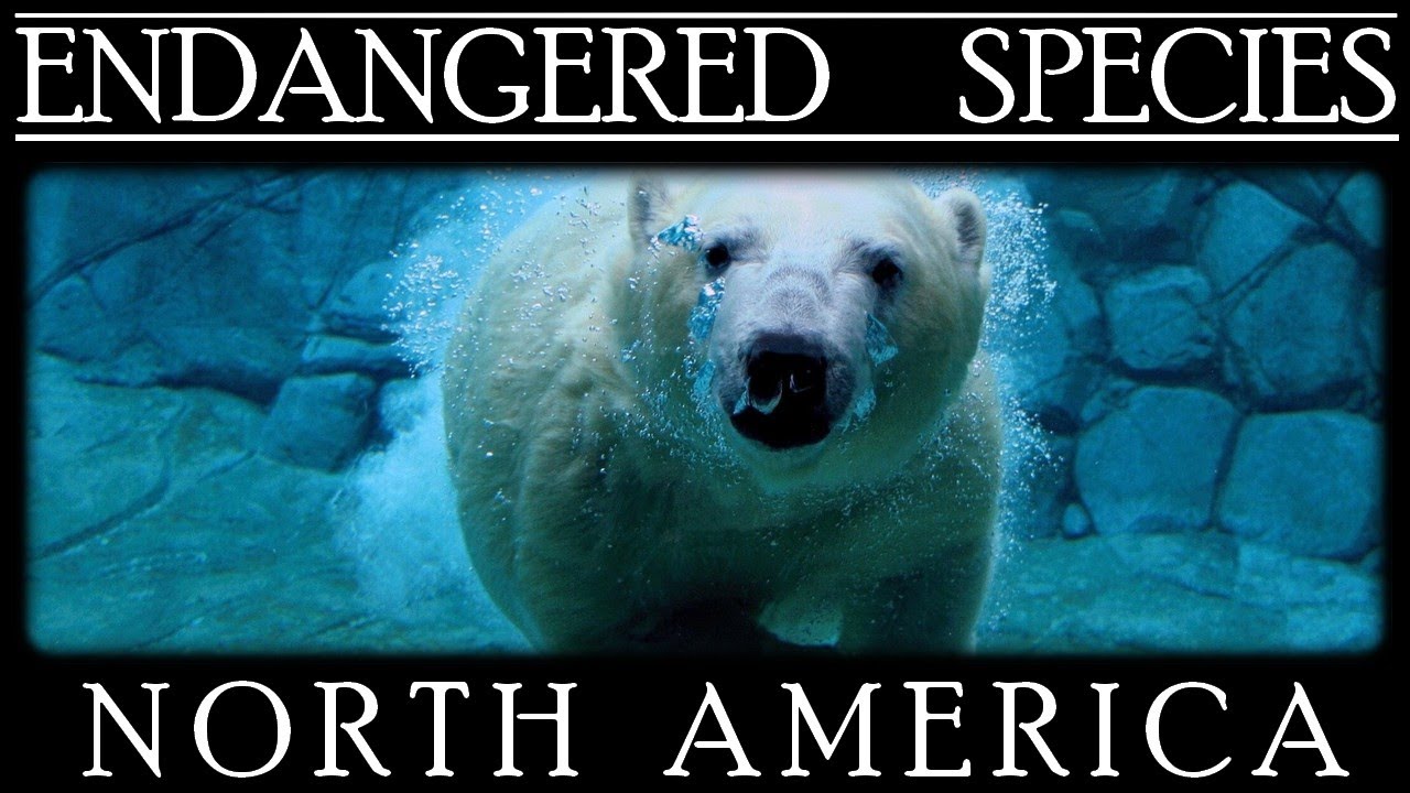 Endangered Species in North America