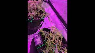 Hydration 💧 🚿  #foxfarm #soil #spiderfarmerled #vivosun #barneysfarm #fast #buds #420 #710