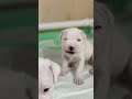 Still Growing Dogo Dog Dogoargentino Still Growing Dogo Dog Dogoargentino