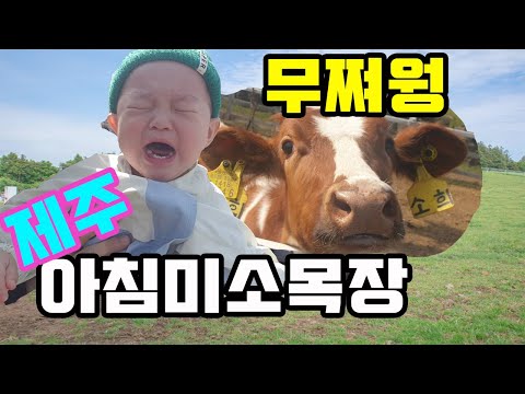 바보아빠 + 바보삼촌 모지란 육아스토리 ㅋㅋ 제주도 아침미소목장 다녀왔는데 여기 너무 좋아요 공기좋고 풍경 예쁘고 한라산 잘보이고 인생샷 남기기 딱인 아침미소목장 !! 두둥탁!