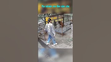 Con chó tốt bụng #6 | Pha cứu chủ quá tuyệt vời, thật đáng khen