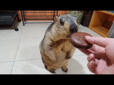 Marmot smells chocolate and he doesn't like it