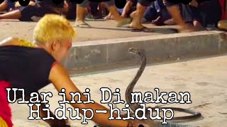 Atraksi Makan Ular Cobra ,, Jaranan Legowo Putro