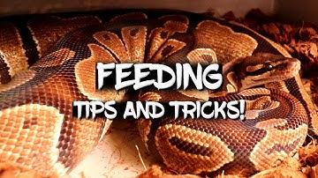 Tips and Tricks for Feeding Ball Pythons!