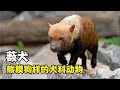 熊头狗样的犬科动物,薮犬!唯一长蹼的狗