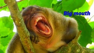 Ooop Sweet Pea Yawning Very Very Big Big Mouth Maybe No Sleep Last Night Monkey Post