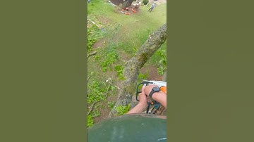 Rigging limbs round, mind the fence! #rigging #arborist #treework #chainsaw