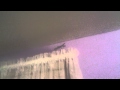GIANT praying mantis found in bedroom!
