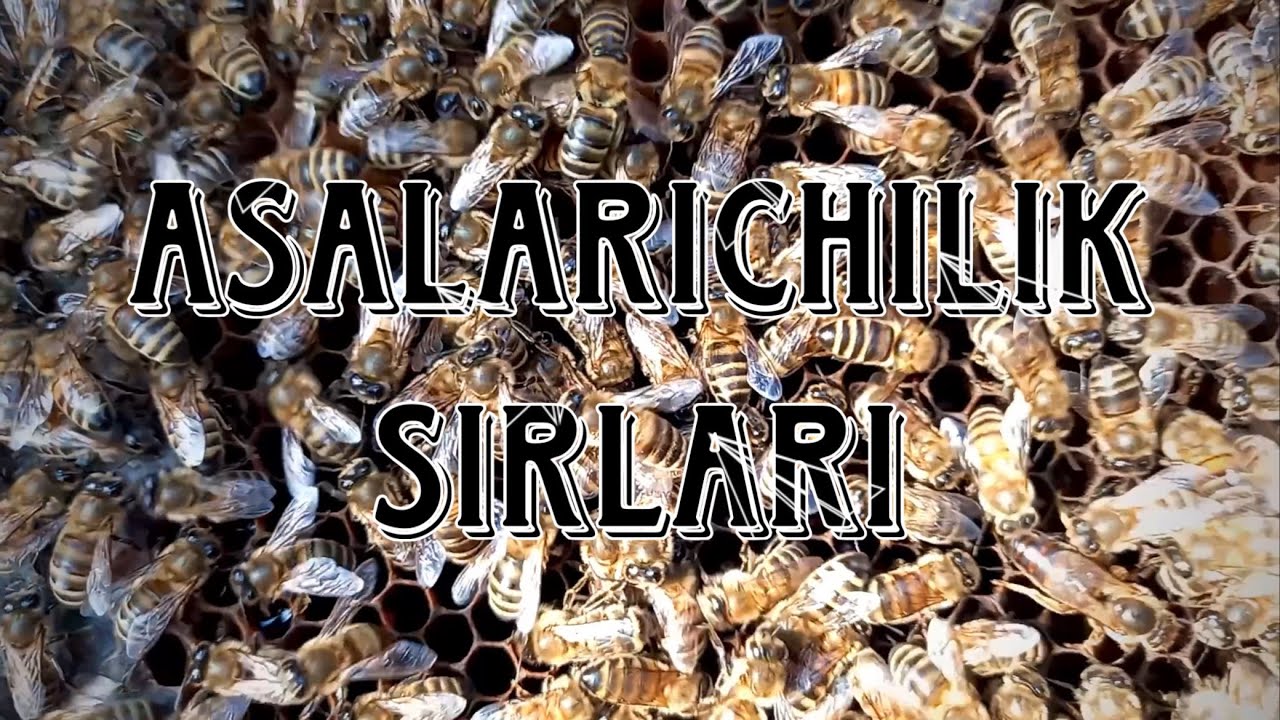 ASALARICHILIKDA BAXOR FASLIDA QILINADIGAN ISHLAR 3-qism | 19.02.2026