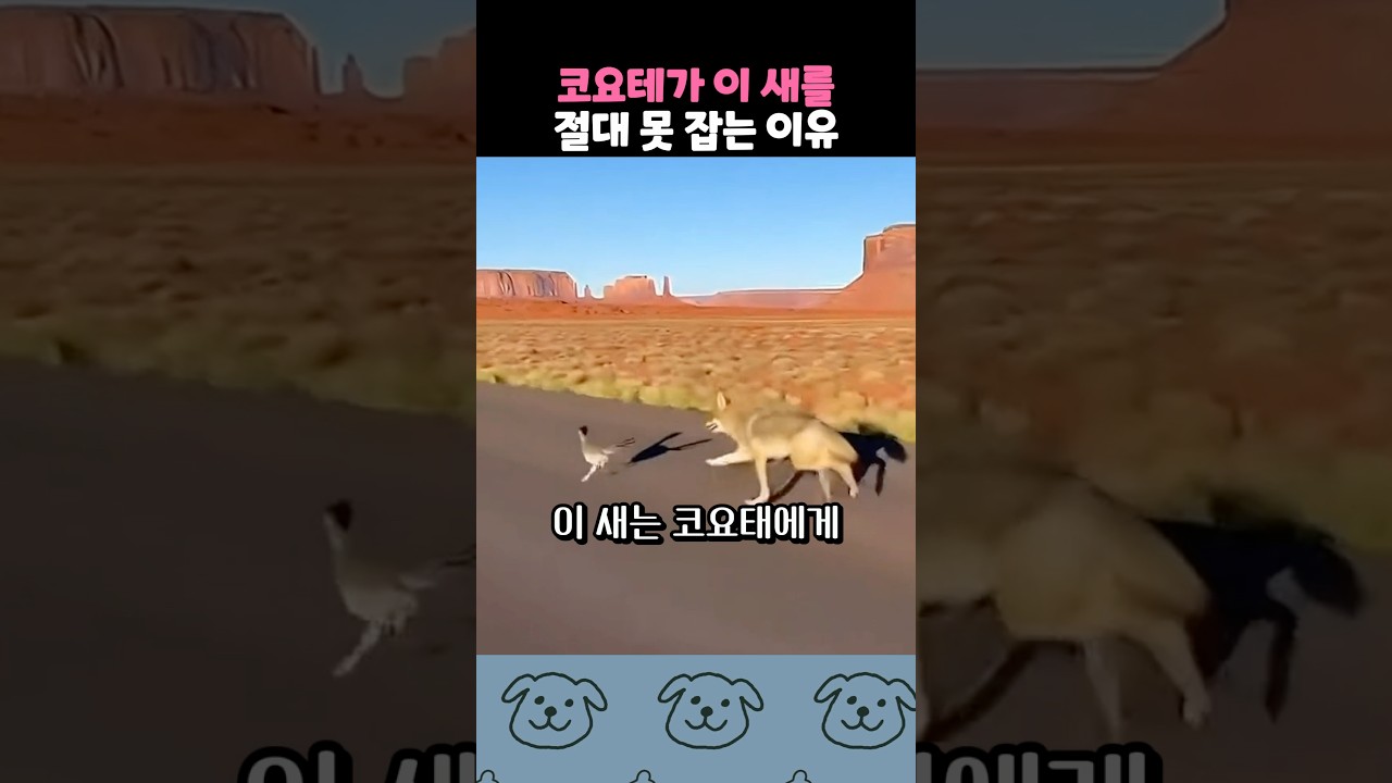 코요테를 약올리는 양아치 새