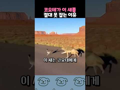 코요테를 약올리는 양아치 새