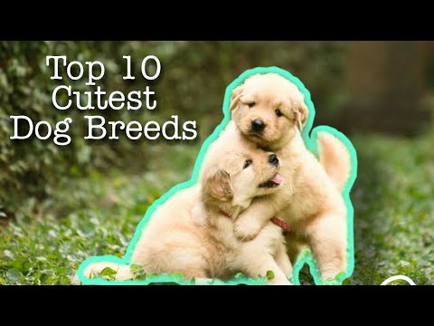 10 Best CUTEST Dog Breeds | Top 10 cutest dog breeds