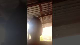 Download Lagu Lasegun.  Daparte MP3