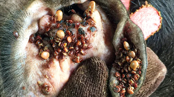 Protect Your Dog From Many Ticks Attacking - How We Can Remove All Ticks From Poor Dogs