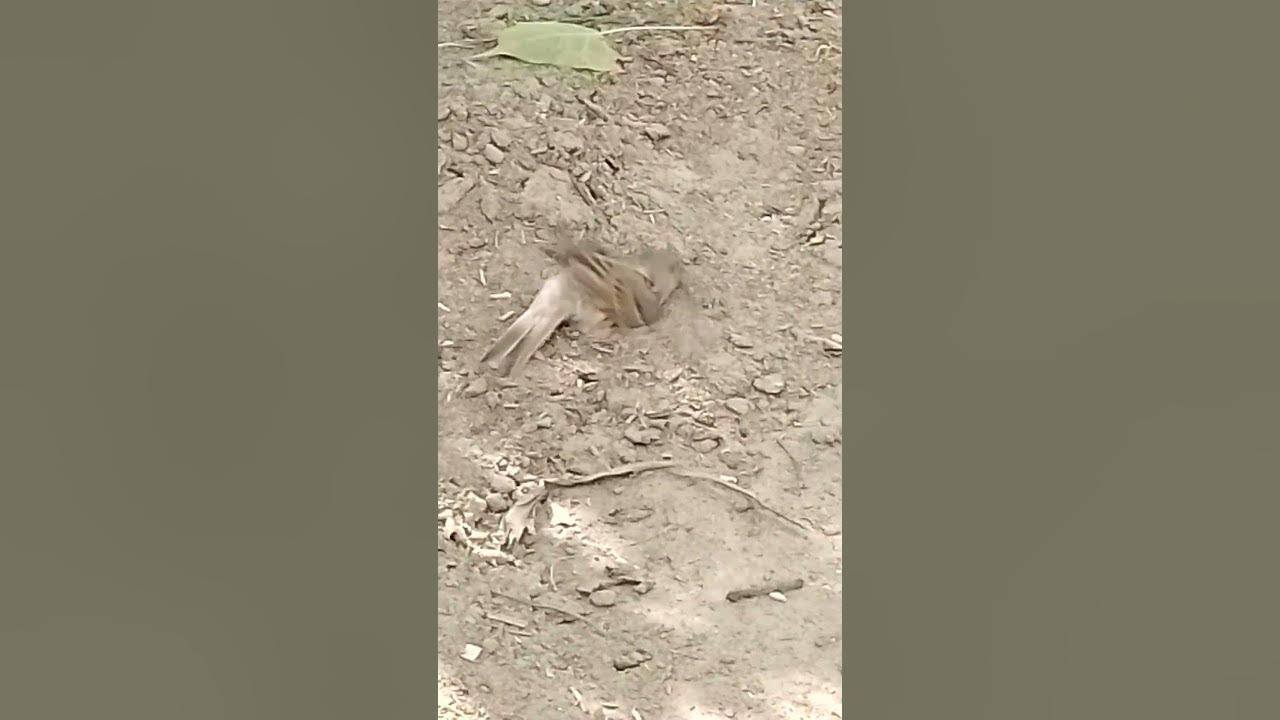 Goriya Bird 🐦 YouTube