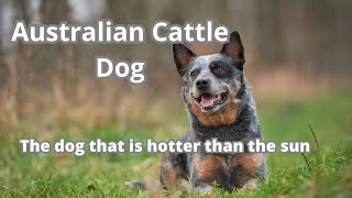 Meet the Australian Cattle Dog, the dog that is hotter than the sun!