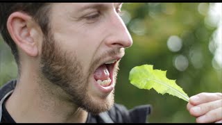 How to Identify (and EAT) the Dandelion How to Identify (and EAT) the Dandelion