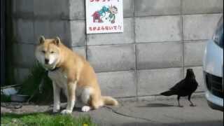 かまわれたくない犬VSかまいたいカラス