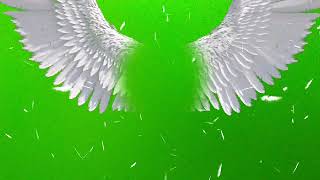 Angel Wings Effect Green Screen Video