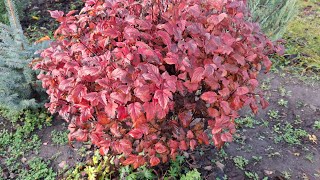 видео: Новое растение для контейнерного выращивания.  картинка: Новое растение для контейнерного выращивания.