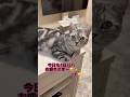 ママの帰宅に大喜びする猫が、パパの時こんなことになる🥰癒し🫶　　　#shorts #お出迎え