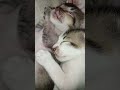 mybabycat #fypシ゚viral #cat #shortsvideo #kitten #funnycats #comel