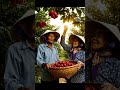 “When Grandpa Climbs the Tree and Grandma Laughs – Countryside Magic”