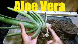 How To Grow Aloe Vera Plant At Home How To Grow Aloe Vera From