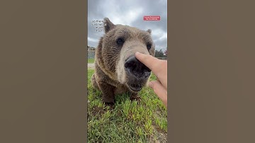 Why I don’t go in with the brown bears! #animals #coolanimals #dangerousanimals