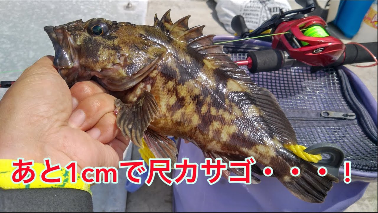 ダイワの最新最強穴釣りタックルで若洲海浜公園のカサゴ狙ったら大変なことになった!!