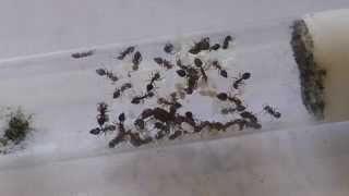 Elevage fourmis : Crematogaster scutellaris en tube