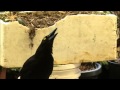 Magnificent: AUSTRALIAN CURRAWONG CALL.