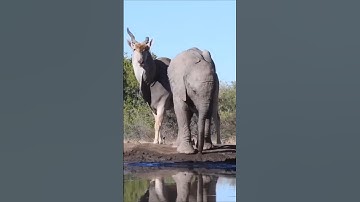 Reuzeneland: de antilope die nergens bang voor is! #eland #shorts #animalfacts