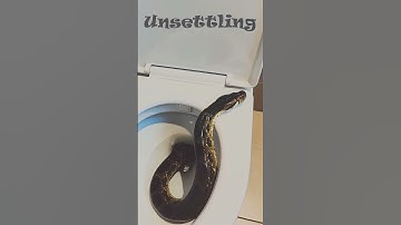 Snake in the Toilet?! 🐍🚽 | Shocking Moment