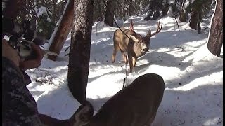Curious Deer Sniffs Hunters PANTS