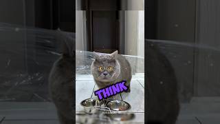 This Cat Has Down Syndrome .