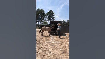 How To Get a Horse To Load Itself On The Trailer  6
