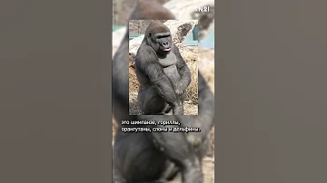 Кого видят животные в зеркале?