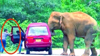 pushed a vehicle into jungle #wildlife #adventure #attack #wildelephants