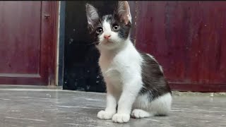 Kitten face reaction #cat #funny #kitten #funnycats by Hope & Fun 427 views 2 months ago 1 minute, 3 seconds