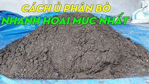 Cách ủ phân bò nhanh hoai mục và đạt chất lượng | Phan Đức #187