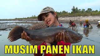 MUSIM PANEN IKAN | JEJAK PETUALANG